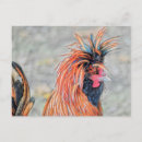 Recherche de rooster cartes postales Plumes