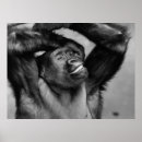 Suche nach primate poster Ape