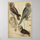Recherche de owl posters Bird