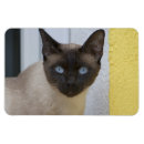 Recherche de chats siamois magnets Oriental