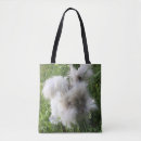 Recherche de angora Lapin angora