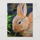 Recherche de joli lapin cartes postales Nature