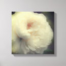Suche nach weiße rose poster leinwandbilder Für sie