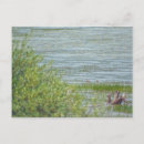 Recherche de canard bleu cartes postales Canards