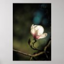 Recherche de liriodendron Magnolia
