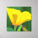 Suche nach gelbe wildblumen leinwandbilder Blumenreich