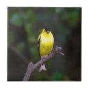 Recherche de tuile américaine carreaux Oiseaux