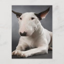 Recherche de bull terrier anglais cartes postales Animaux