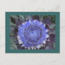 Recherche de artichoke cartes postales Fleur