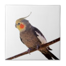 Suche nach vogelliebhaber fliesen Haustier