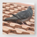 Recherche de pigeons horloges Mignon