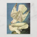 Suche nach john james audubon postkarten Natur