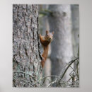 Recherche de écureuil posters Nature