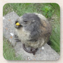 Recherche de marmottes dessous de verres Mignon