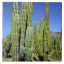 Suche nach saguaro fliesen Landschaftlich