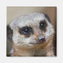 Suche nach säugetiere magnete Vögel