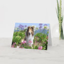 Suche nach zobel karten Collie