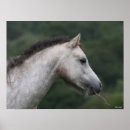 Suche nach graues pony poster Rasse
