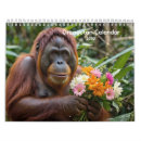 Recherche de orang utan Animal