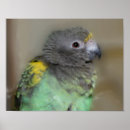 Recherche de peinture de perroquet posters Animal