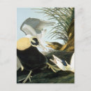 Suche nach audubon Großhändler