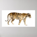 Recherche de dessin tigre posters Animaux