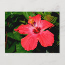 Recherche de hibiscus cartes postales Jardin