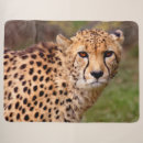 Suche nach gepard decken Katze