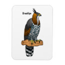 Recherche de aigles magnets Amérique