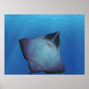 Recherche de pastenague posters Océan