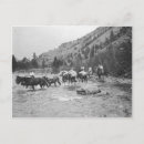 Recherche de mules cartes postales Historique