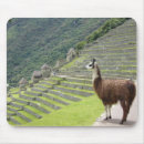 Recherche de lama tapis souris Pérou