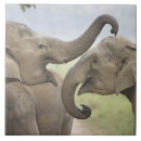 Suche nach indischer elefant fliesen Wiese