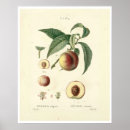 Suche nach prunus poster Illustration