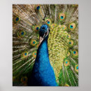 Recherche de plume posters Dynamique