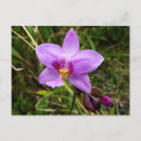 Recherche de orchidée tropicale cartes postales Nature