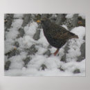 Suche nach sternchen poster Foto