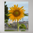 Recherche de tournesol posters Fleurs