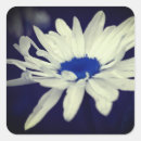 Recherche de blue daisy autocollants Marguerite