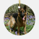 Suche nach schäferhund im schnee ornamente Hunde fotograf