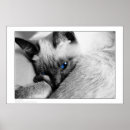 Suche nach mit blauen augen katze poster Fotografie