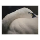 Suche nach tundra poster Tier