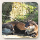 Recherche de loutre dessous de verres Sauvage