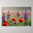 Recherche de de lupin posters Photographie de la nature