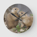 Recherche de marmottes horloges Rongeur