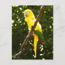 Recherche de volière cartes postales Tropical