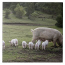 Recherche de porcelet carreaux Animal