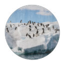 Suche nach penguin untersetzer Antarktis