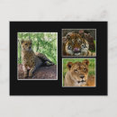 Recherche de gros chat cartes postales Lion