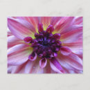 Suche nach shades postkarten Farbenfrohe herbstgarten blume